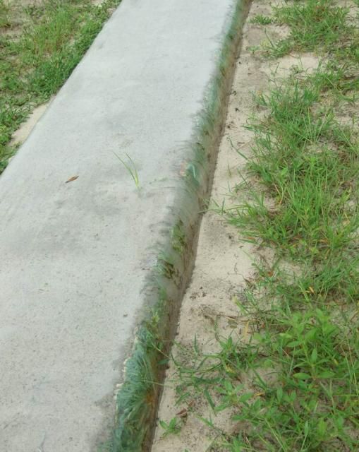 Figure 2. Weeds emerging on the side of the bed underneath the plastic.