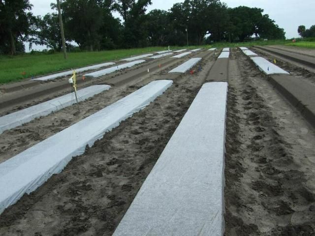 Figure 3. Plastic film sealed with soil.