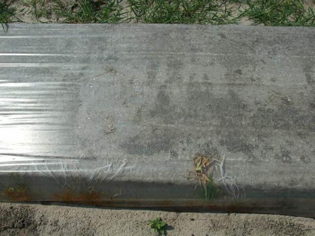 Figure 4. Thermal death of emerging nutsedge underneath clear plastic.