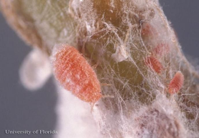 Figure 3. Late and early instar nymphs of the mealybug Hypogeococcus pungens Granara de Willink.