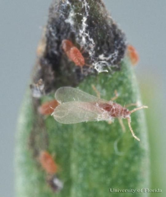 Figure 4. Adult male (dorsal view) and nymphs of the mealybug Hypogeococcus pungens Granara de Willink.