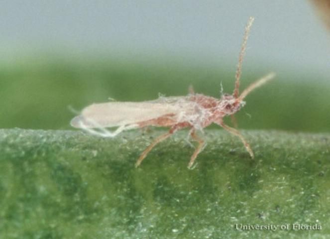 Figure 5. Lateral view of an adult male of the mealybug Hypogeococcus pungens Granara de Willink.