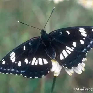 EENY 458/IN828: Viceroy Butterfly Limenitis archippus (Cramer