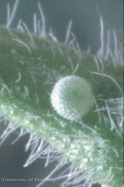 Figure 3. Egg of the cassius blue, Leptotes cassius (Cramer). (Collected by Marc Minno).
