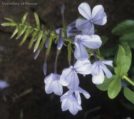 Figure 12. Cape leadwort, Plumbago auriculata Lam. (Plumbaginaceae), a host of the cassius blue, Leptotes cassius (Cramer).