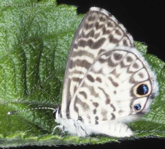Figure 2. Ventral view of the wings of an adult female cassius blue, Leptotes cassius (Cramer).