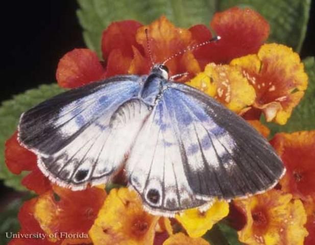 Figure 1. Dorsal view of the wings of an adult female cassius blue, Leptotes cassius (Cramer).