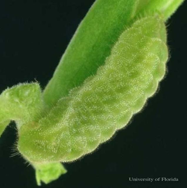 Figure 4. Larva of the cassius blue, Leptotes cassius (Cramer).