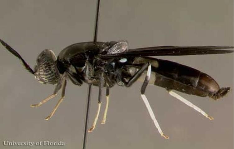 Figure 2. Lateral view of an adult black soldier fly, Hermetia illucens (Linnaeus). Notice the two translucent 