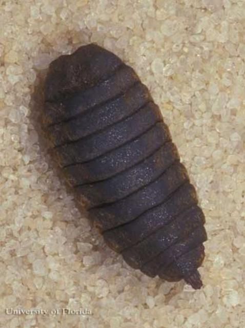 Figure 4. Pupa of the black soldier fly, Hermetia illucens (Linnaeus).