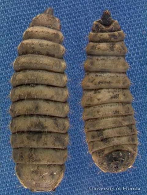 Figure 3. Dorsal (left) and ventral (right) views of sixth instar larvae of the black soldier fly, Hermetia illucens (Linnaeus).