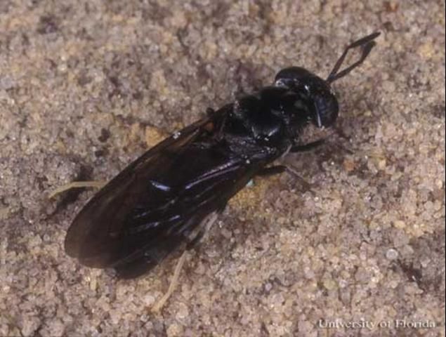 Figure 1. Adult black soldier fly, Hermetia illucens (Linnaeus).