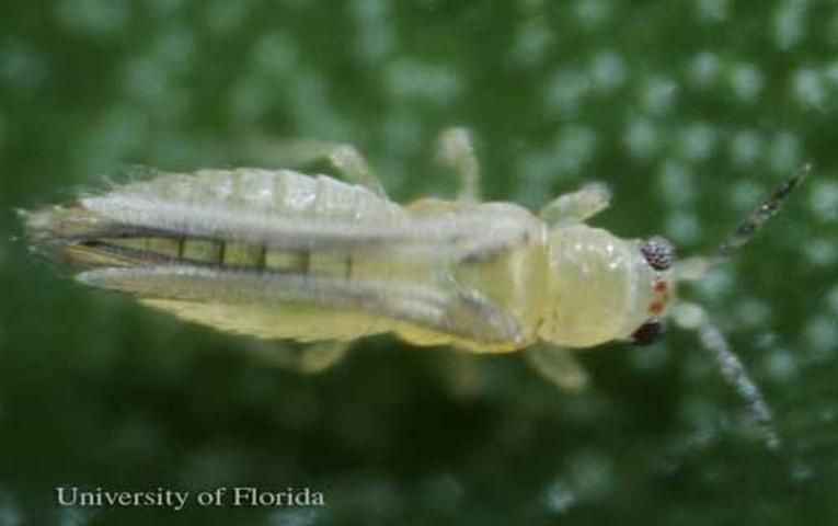 Figure 1. Dorsal view of adult chilli thrips, Scirtothrips dorsalis Hood.