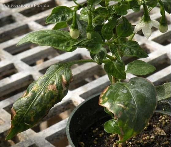 Figure 13. Feeding scars on pepper plant leaves due to an infestation of the chilli thrips, Scirtothrips dorsalis Hood.