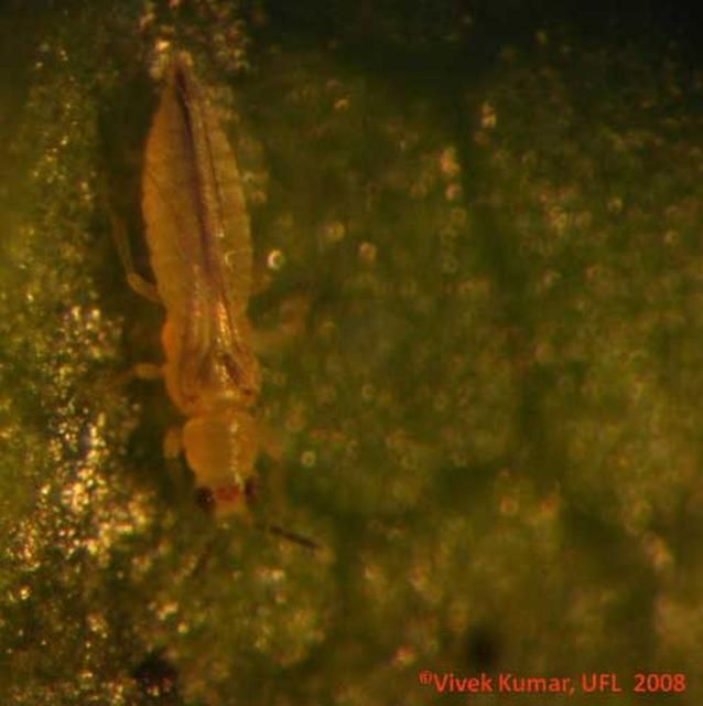 Figure 9. Dorsal view of adult female chilli thrips, Scirtothrips dorsalis Hood, feeding on cotton leaf