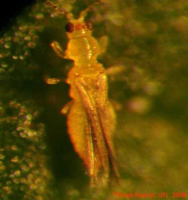 Figure 8. Adult chilli thrips, Scirtothrips dorsalis Hood, feeding on cotton leaf.