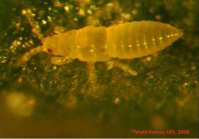 Figure 6. Larva of the chilli thrips, Scirtothrips dorsalis Hood, feeding on cotton leaf.