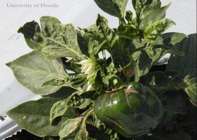 Figure 12. Deformed pepper fruit (no economic value) after damage from an infestation of the chilli thrips, Scirtothrips dorsalis Hood.