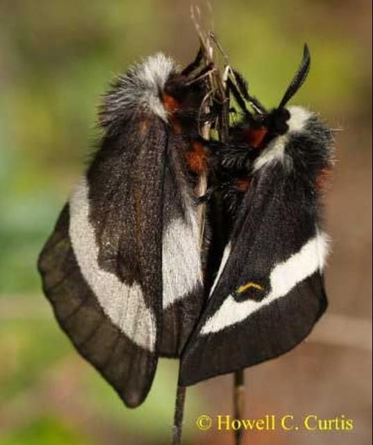 Figure 13. Adult buck moths, Hemileuca maia (Drury), mating.