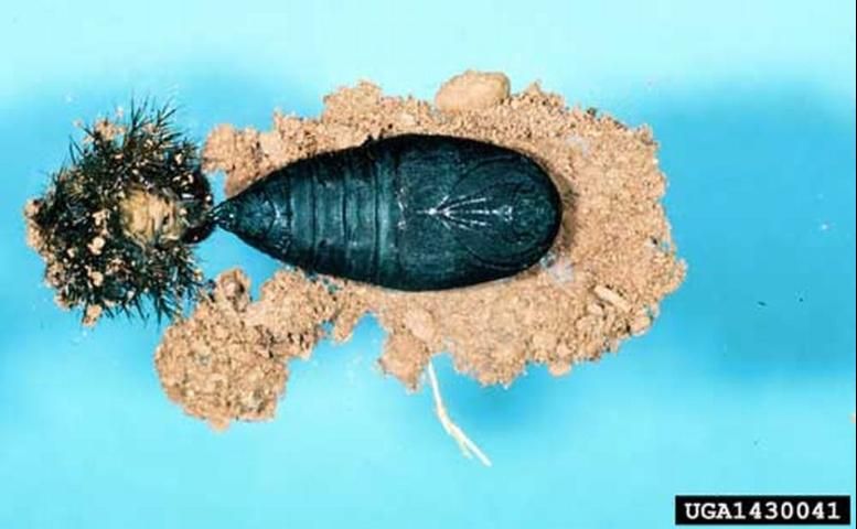 Figure 12. The shed, final instar skin (left) of the buck moth, Hemileuca maia (Drury), with the pupae (right).