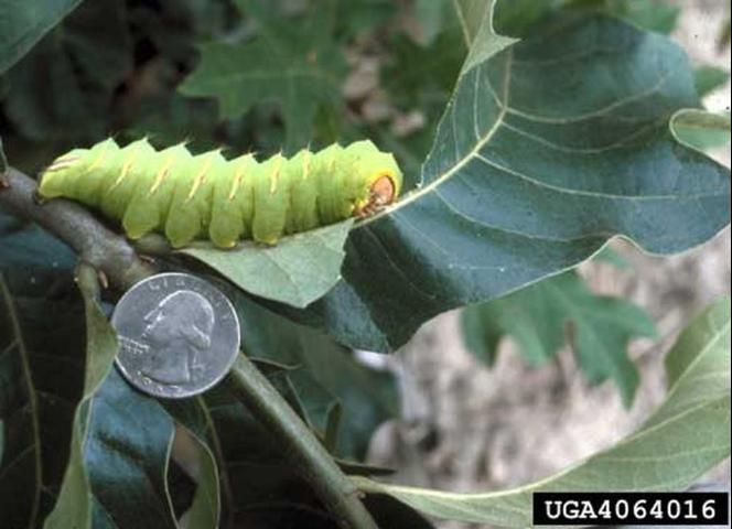 Figure 5. A caterpillar of the polyphemus moth, Antheraea polyphemus (Cramer), showing how large giant silkworm caterpillars can become.