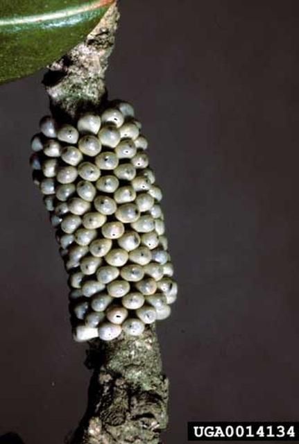 Figure 10. The eggs of the buck moth, Hemileuca maia (Drury), are laid in a ring around a twig of the host plant.