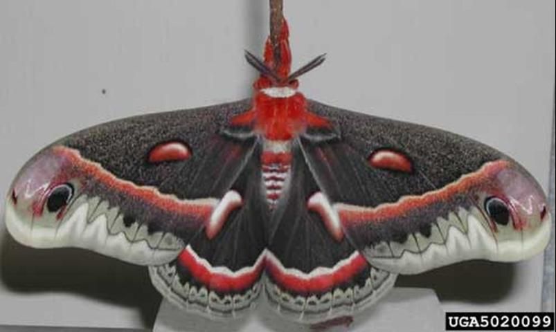 Figure 4. Adult cecropia moth, Hyalophora cecropia (Linnaeus).
