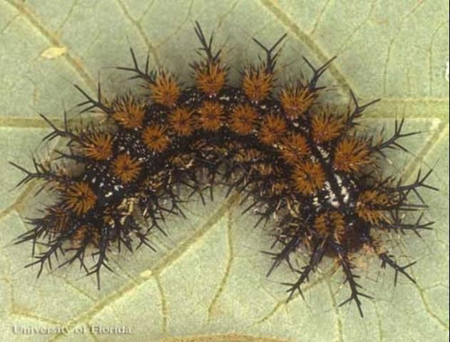 Figure 14. Close up, dorsal view of the stinging spines of a buck moth, Hemileuca maia (Drury), larva.