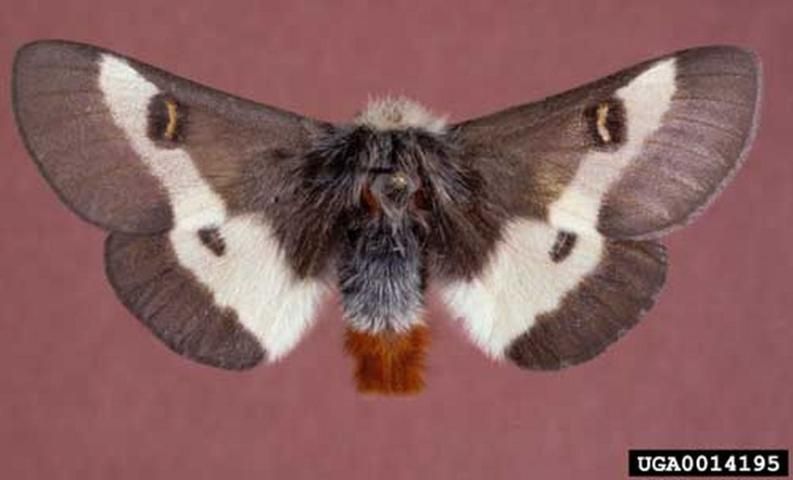 Figure 7. Adult male buck moth, Hemileuca maia (Drury).