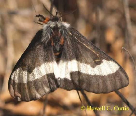Figure 1. Adult buck moth, Hemileuca maia (Drury).