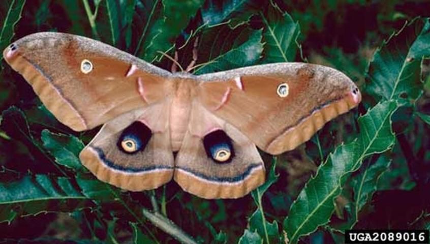 Figure 3. Adult polyphemus moth, Antheraea polyphemus (Cramer).