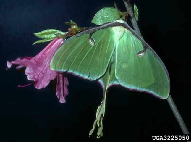 Figure 2. Adult luna moth, Actias luna (Linnaeus).