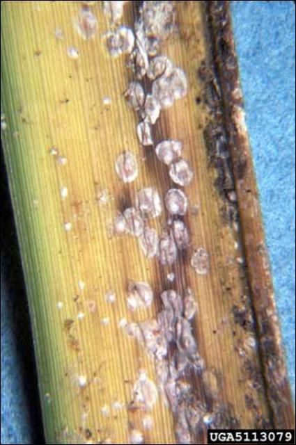 Figure 6. Infestion of palmetto scale, Comstockiella sabalis Comstock, showing advanced feeding damage on palmetto, Sabel spp.