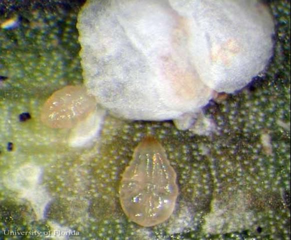 Figure 2. Light-colored pink to red body of the adult female palmetto scale, Comstockiella sabalis Comstock. The oval exuviae, or shed skin, has been removed.