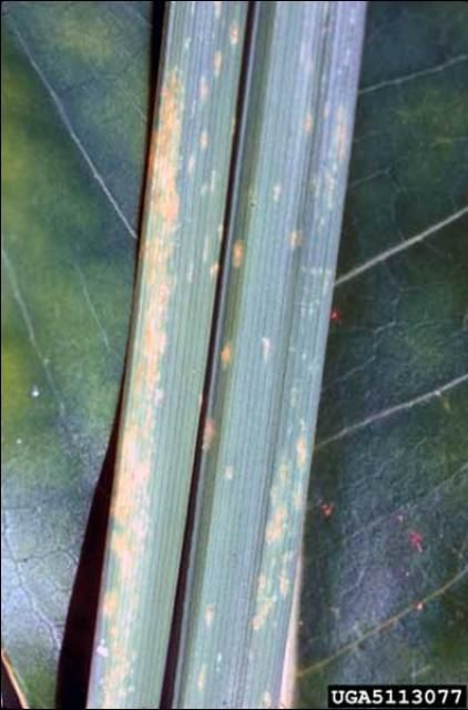Figure 5. Damage on palm leaf due to feeding by the palmetto scale, Comstockiella sabalis Comstock, evident as yellow leaf splotches or an appearance of chlorosis.