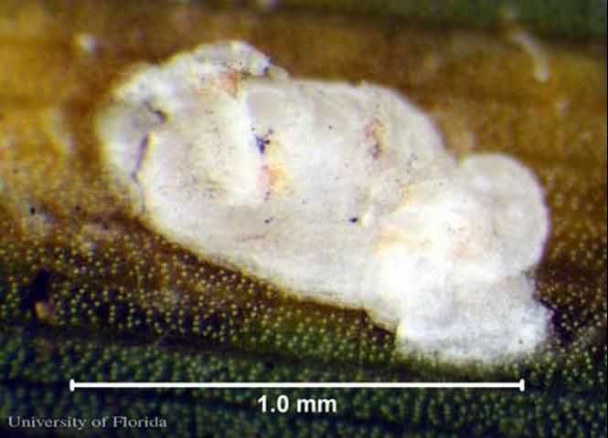 Figure 1. Adult female palmetto scale, Comstockiella sabalis Comstock, with exuviae, or shed skin, present.
