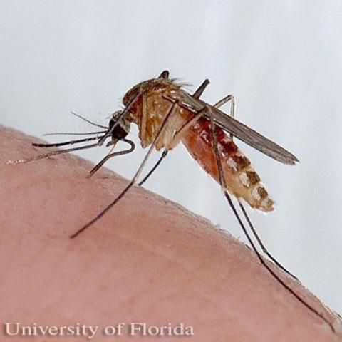 Figure 2. Adult female southern house mosquito, Culex quinquefasciatus Say, feeding.