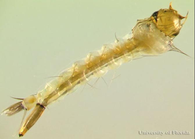 Figure 4. Larva of the southern house mosquito, Culex quinquefasciatus Say. Head in upper right.