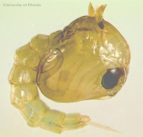 Figure 5. Pupa of the southern house mosquito, Culex quinquefasciatus Say.