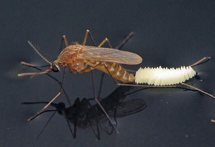 Figure 6. Female southern house mosquito, Culex quinquefasciatus Say, ovipositing an egg raft.
