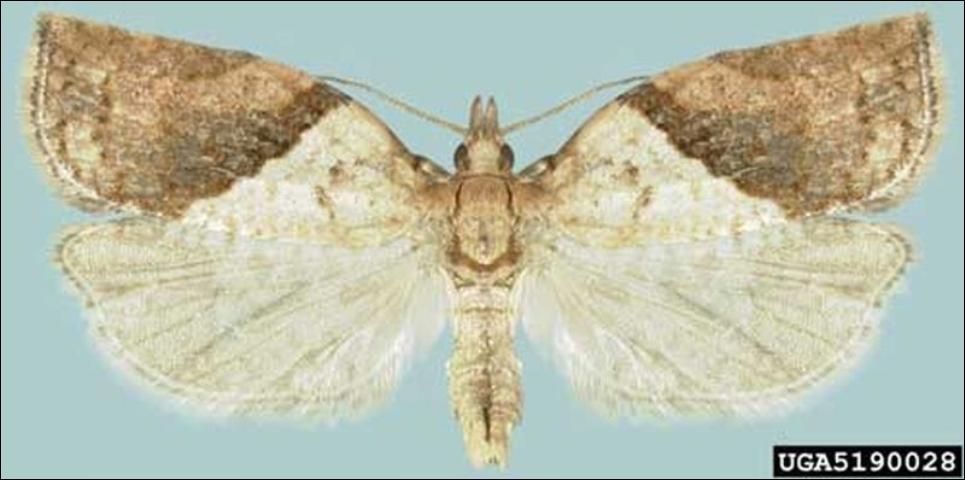 Figure 2. Dorsal view of an adult male light brown apple moth, Epiphyas postvittana (Walker).