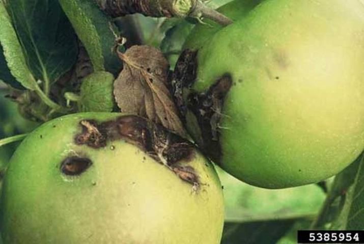 Figure 9. Damage to apples, Malus domestica Borkh., caused by the light brown apple moth, Epiphyas postvittana (Walker).