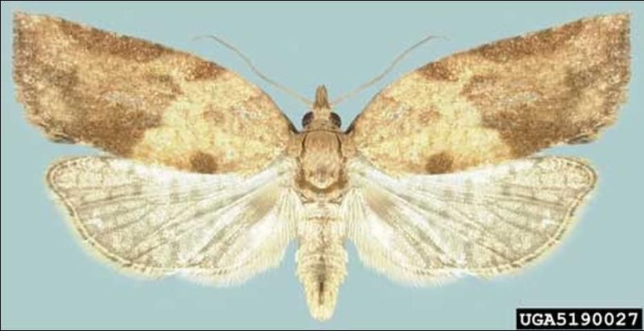 Figure 3. Dorsal view of an adult female light brown apple moth, Epiphyas postvittana (Walker).