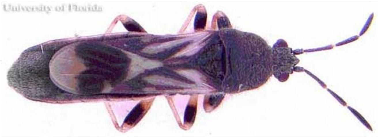 Figure 2. Adult female Myakka bug, Ischnodemus variegatus (Signoret).