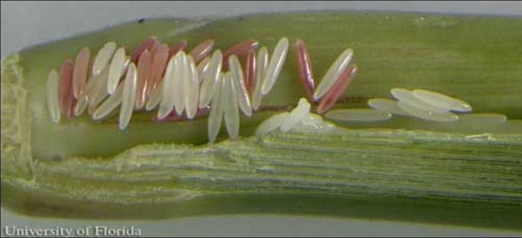 Figure 4. Egg mass of the Myakka bug, Ischnodemus variegatus (Signoret), on culm of the West Indian marsh grass Hymenachne amplexicaulis. The eggs are 2.97 mm in length (± 0.13, n=25).