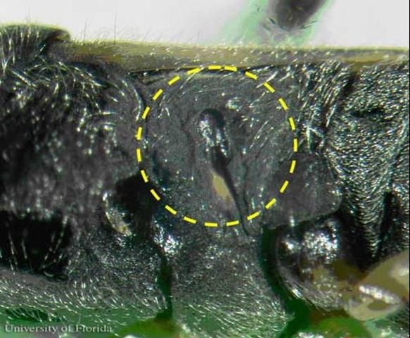 Figure 1. Scent gland of an adult Myakka bug, Ischnodemus variegatus (Signoret).