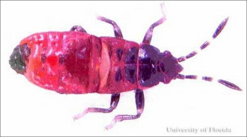 Figure 6. Second instar nymph of the Myakka bug, Ischnodemus variegatus (Signoret). Average length is 2.70 mm (± 0.39, n=47).