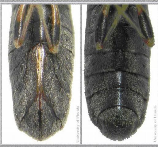 Figure 3. Differences between the ventral sclerites at the tip of the abdomen of adult Myakka bugs, Ischnodemus variegatus (Signoret). Female sclerites (left); male sclerites(right).