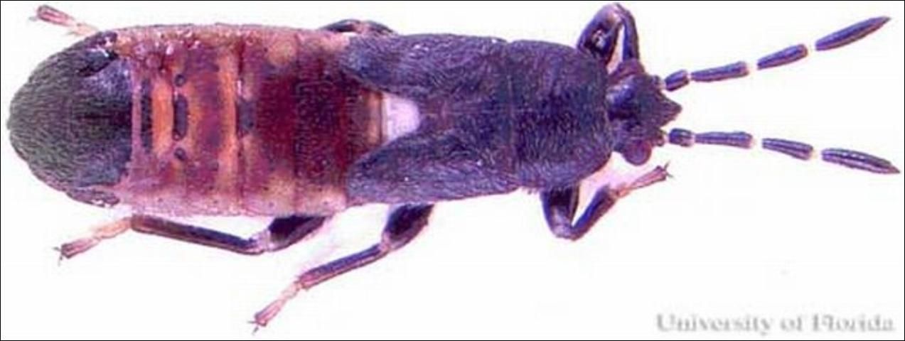 Figure 9. Fifth instar nymph of the Myakka bug, Ischnodemus variegatus (Signoret). Average length is 5.45 mm (± 0.43, n=46).