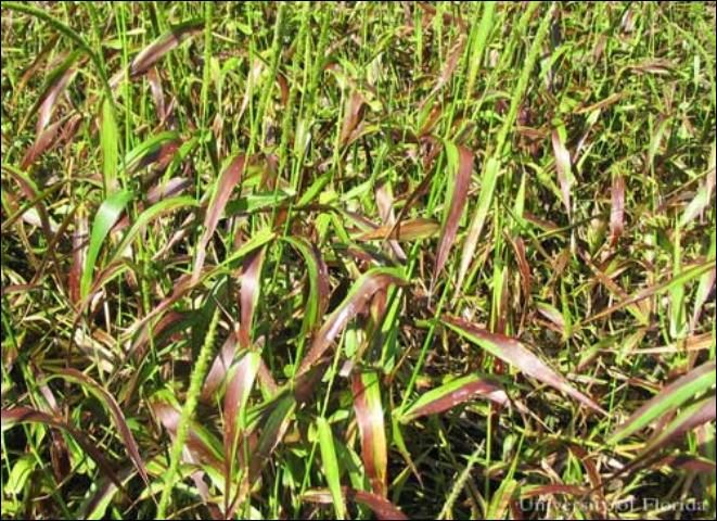 Figure 13. West Indian marsh grass, Hymenachne amplexicaulis (Rudge) Nees (Poaceae), exhibiting signs of stress induced by feeding damage from the Myakka bug, Ischnodemus variegatus (Signoret).